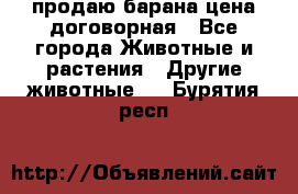 продаю барана цена договорная - Все города Животные и растения » Другие животные   . Бурятия респ.